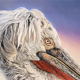 Pedro - Format 50x30 cm