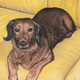 Daizy - Format 22x30 cm