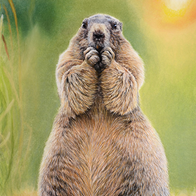 La marmotte - Format 30x40 cm