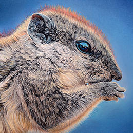 Le Tamia - Format 40x30 cm