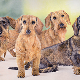 4 teckelous - Format 60x40 cm