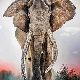 Craig - Format 50x70 cm